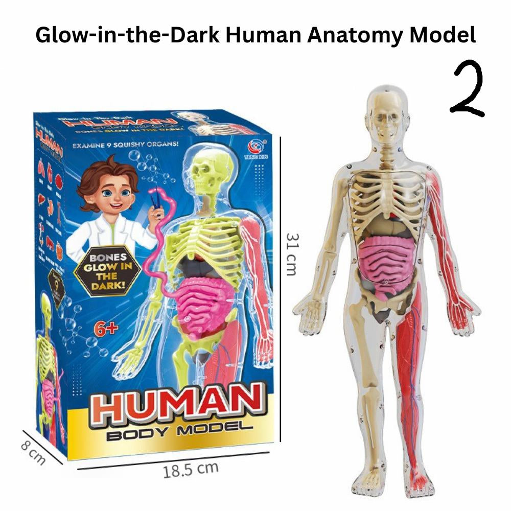 🧠 2-Pack Human Anatomy Models for Kids – Half-Body Torso & Glow-in-the-Dark Full Skeleton – 17 Removable Parts – STEM Educational Science Toys for Boys & Girls Age 6+