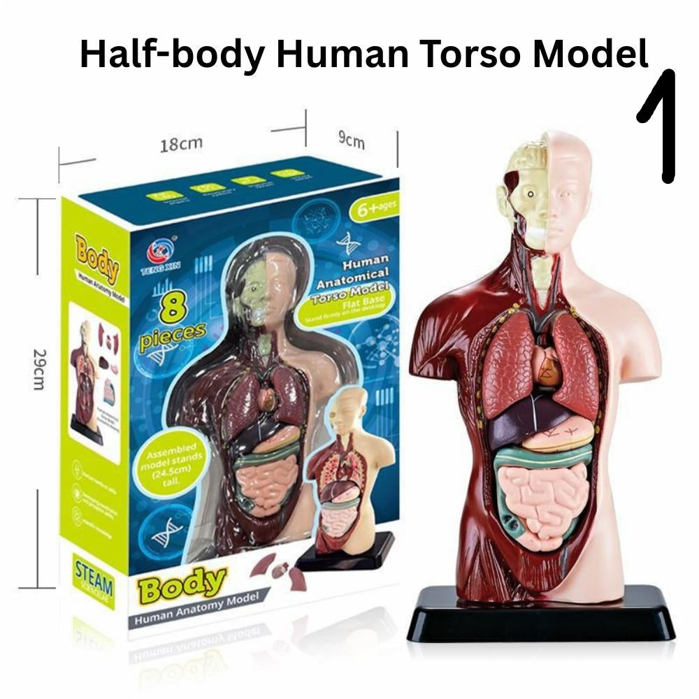 🧠 2-Pack Human Anatomy Models for Kids – Half-Body Torso & Glow-in-the-Dark Full Skeleton – 17 Removable Parts – STEM Educational Science Toys for Boys & Girls Age 6+
